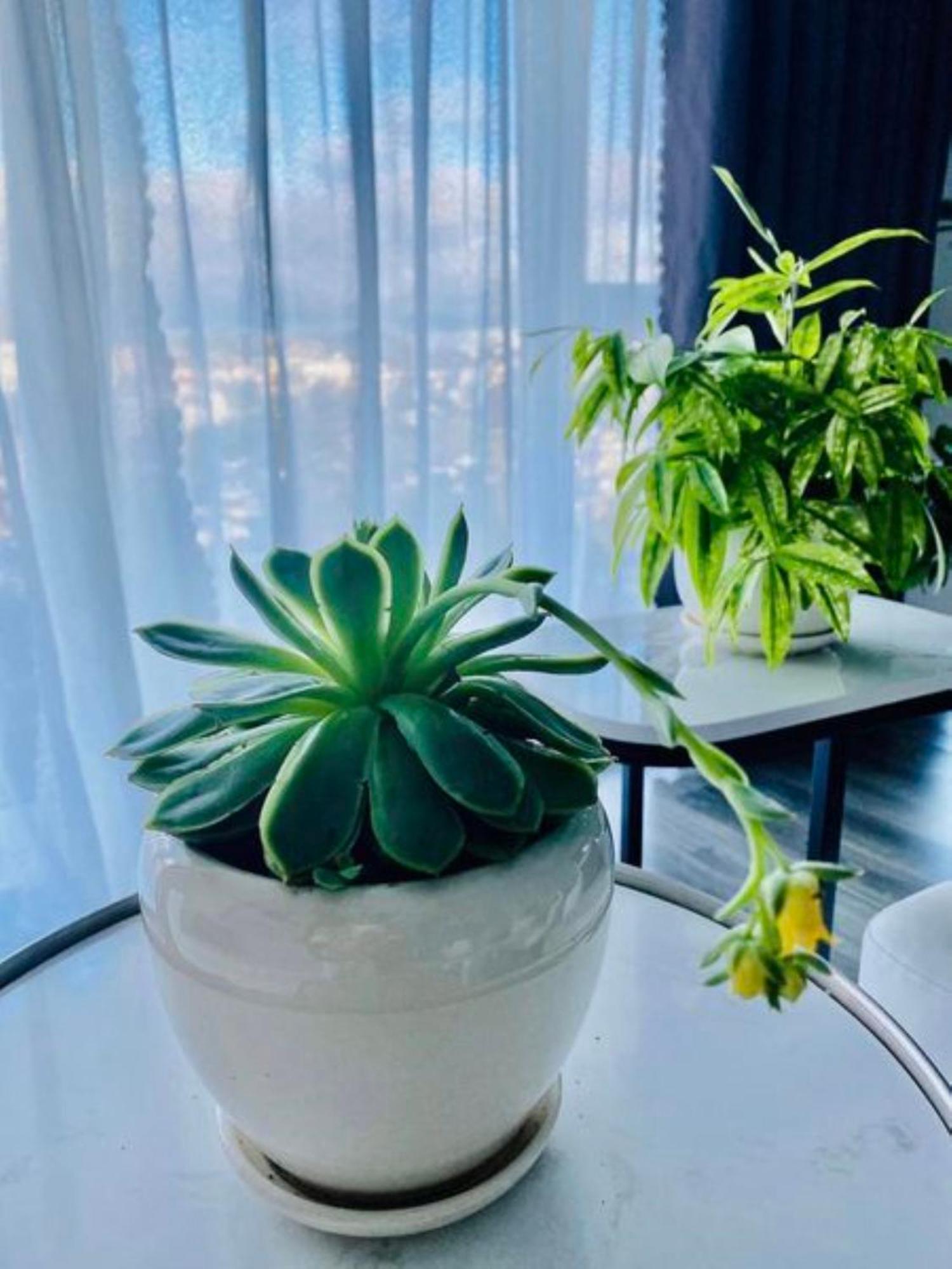Rose House Apartment Да Лат Екстериор снимка